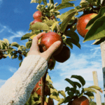 Woman reaching to pick an apple from an apple tree