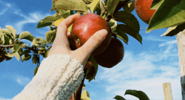 Woman reaching to pick an apple from an apple tree