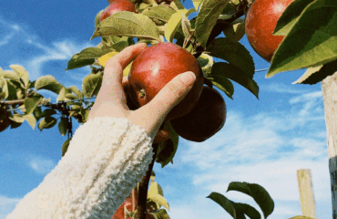Woman reaching to pick an apple from an apple tree