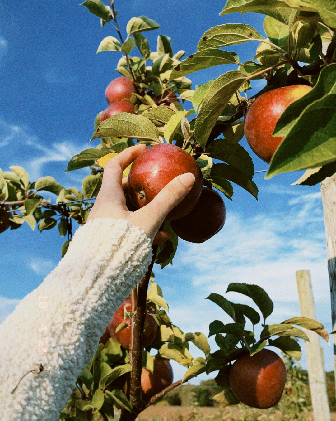 apples Woman reaching to pick an apple from an apple tree
